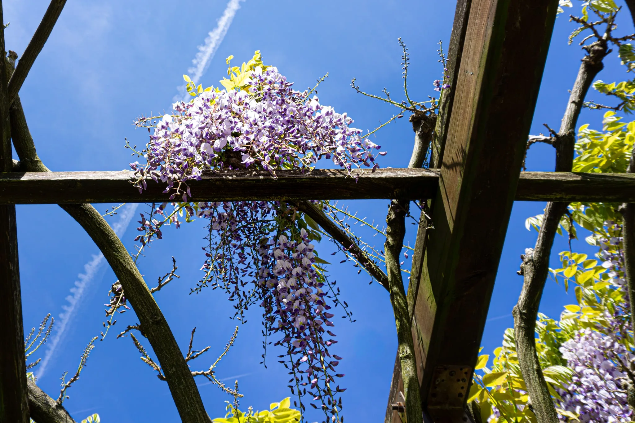 Paarse blauwe regen aan een houten pergola tegen de blauwe lucht