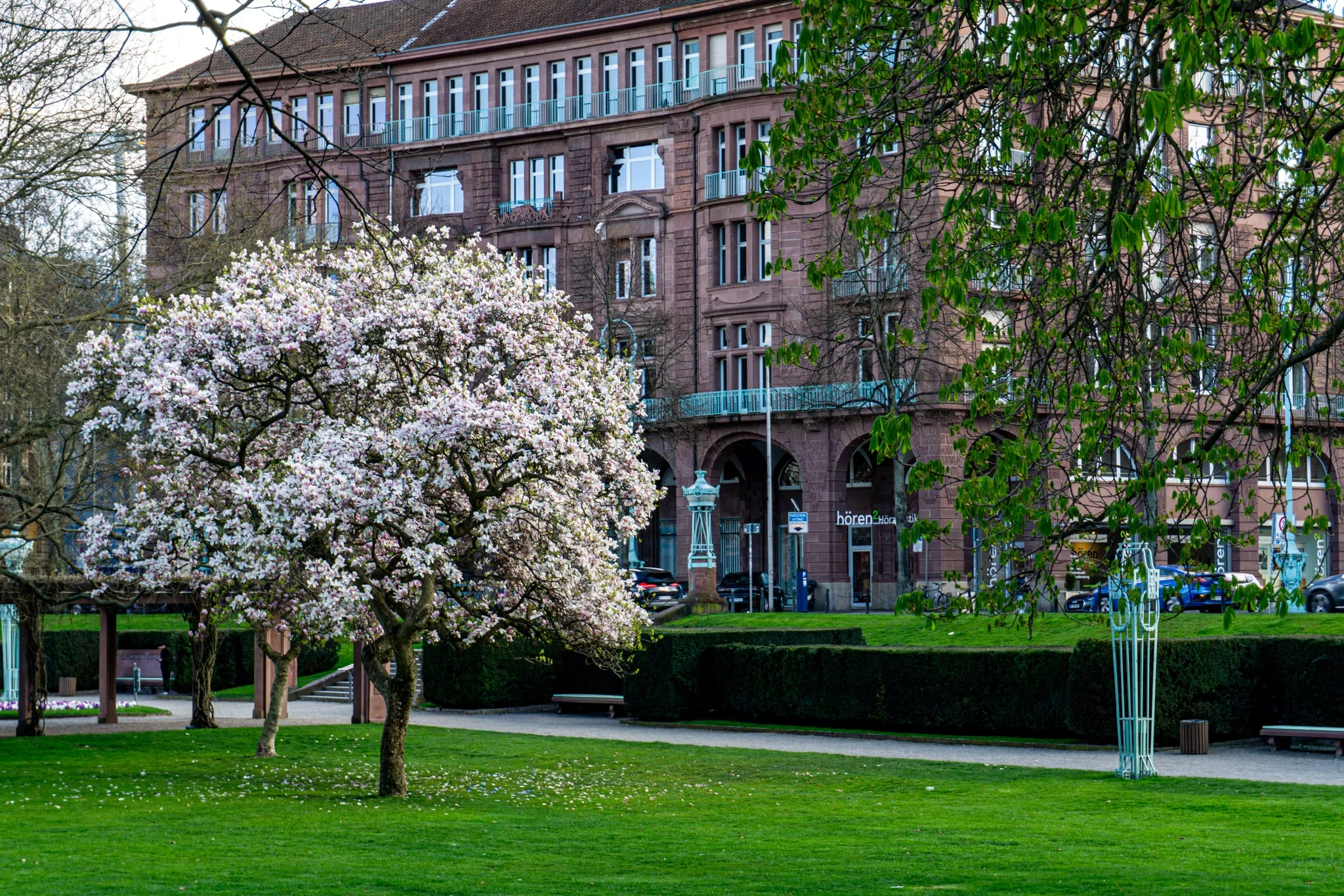 Een bloeiende magnolia voor een rood bakstenen gebouw