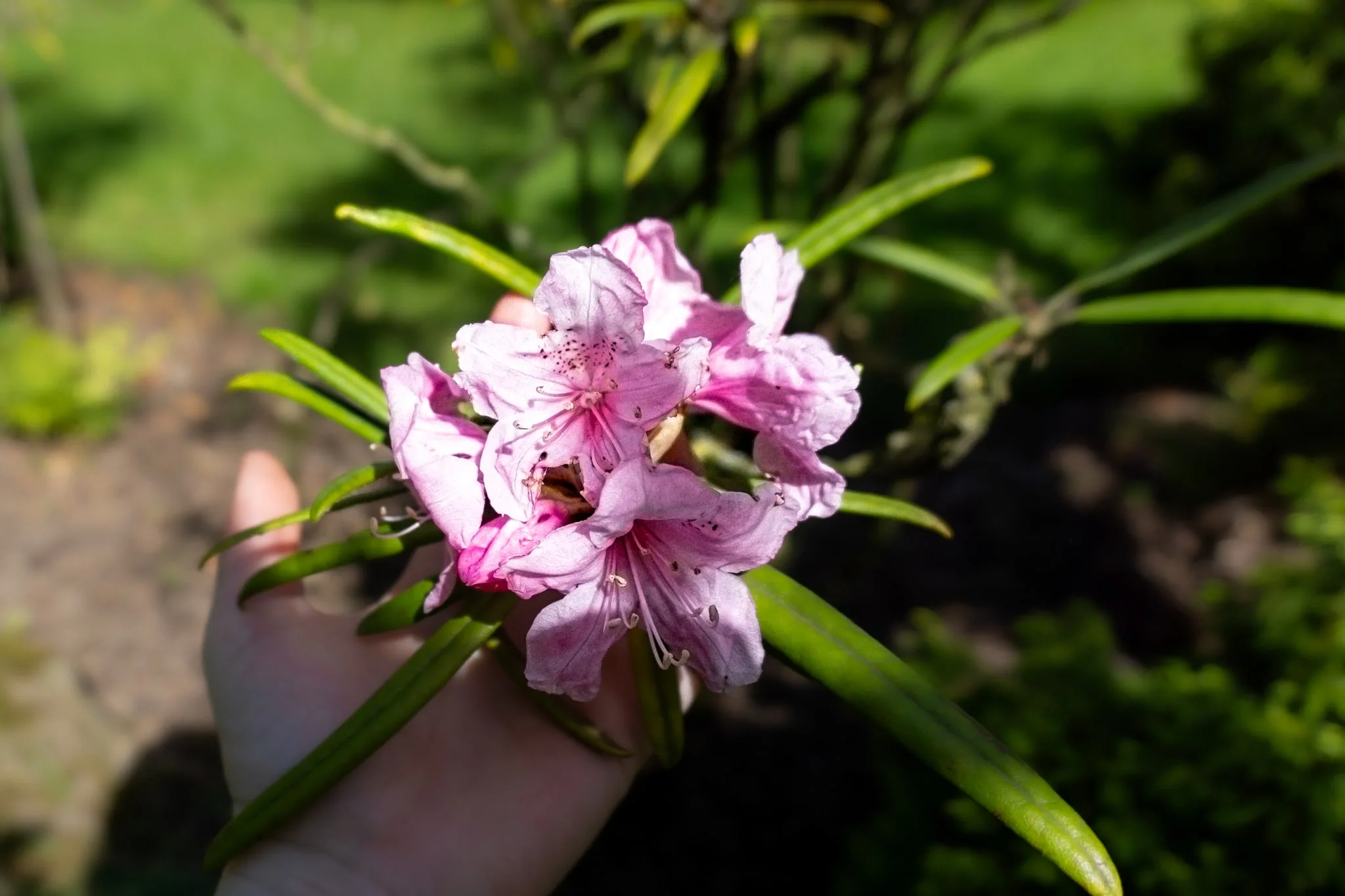 Een hand houdt een roze bloem vast