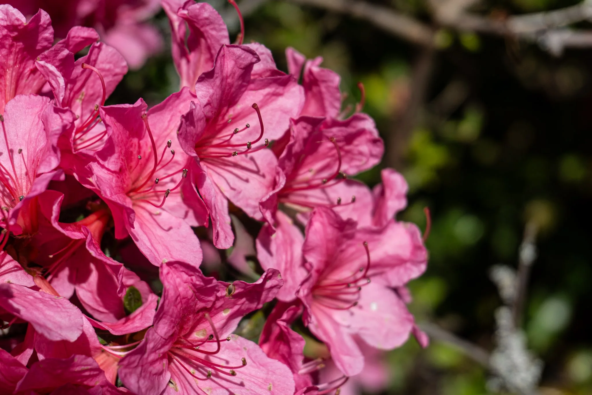 Felroze azalea’s van dichtbij